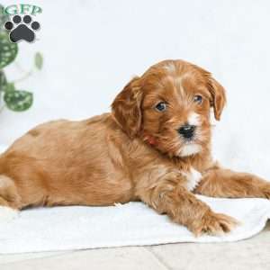 Milo F1b, Cavapoo Puppy